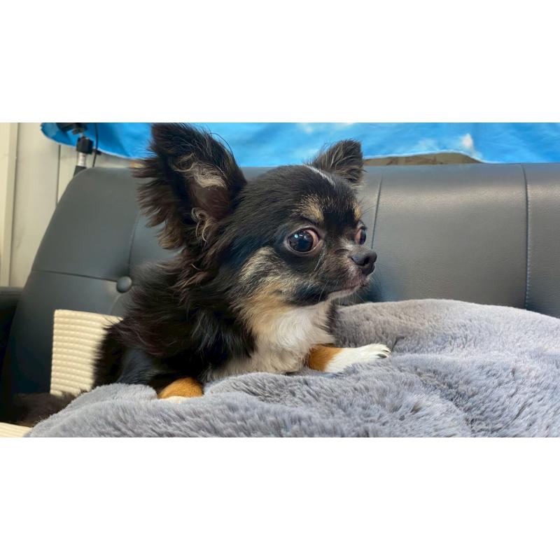 成約済の兵庫県のチワワ(ロングコート)-378076の7枚目